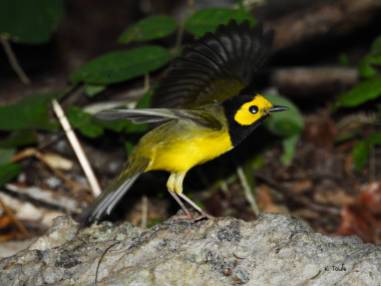 hooded-warbler-6-small