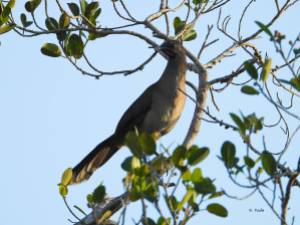 chachalaca-in-tree-small-1
