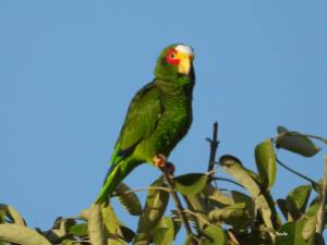 yellow-lored-parrot-4-small